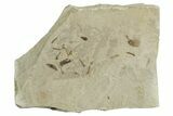 Insect Mortality Plate - Green River Formation, Utah #356620-1
